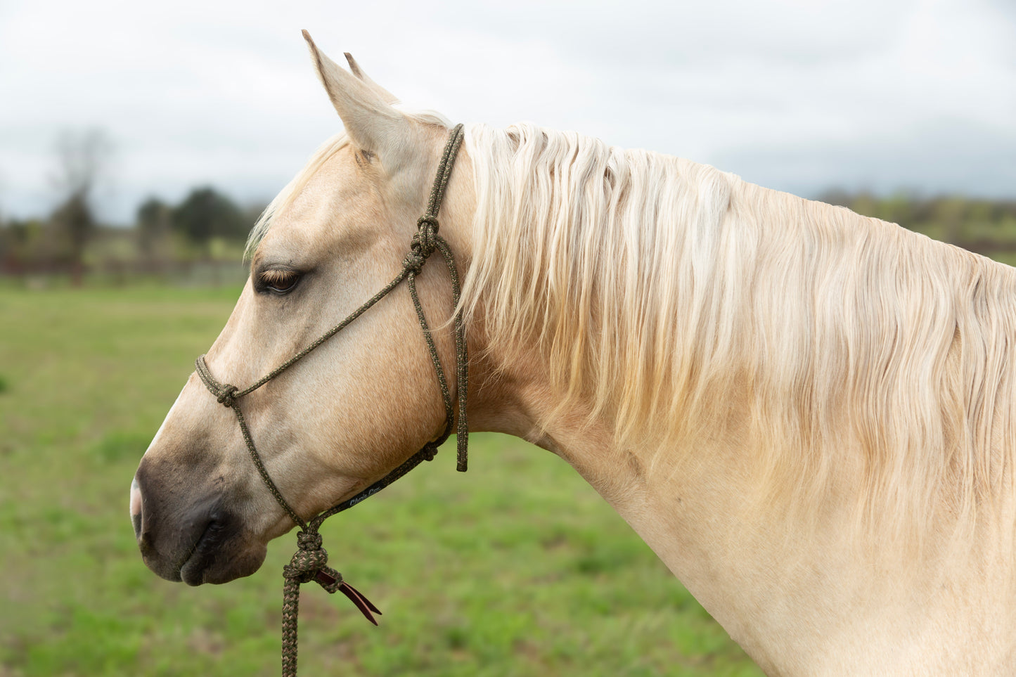 Patriot Halter and Lead