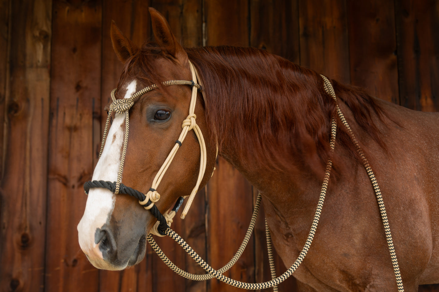Signature Hackamore