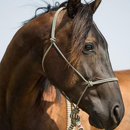 Black Navajo Halter and Lead Rope